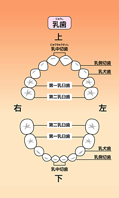 乳歯の歯並び