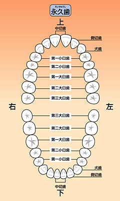 永久歯の歯並び